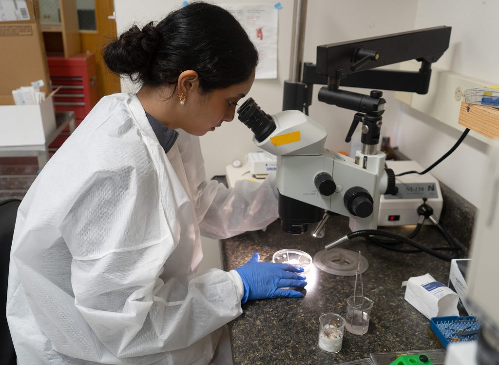 Madeline Claravall looking into a microscope while in a research laboratory.
